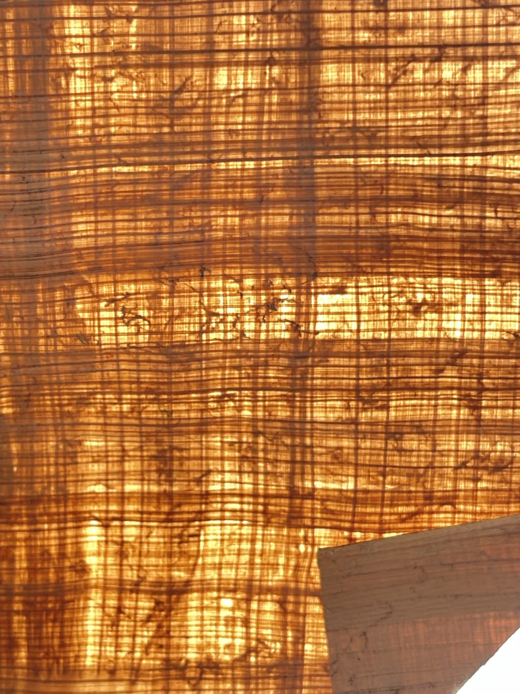 Baked papyrus held up to a window, glowing deep amber